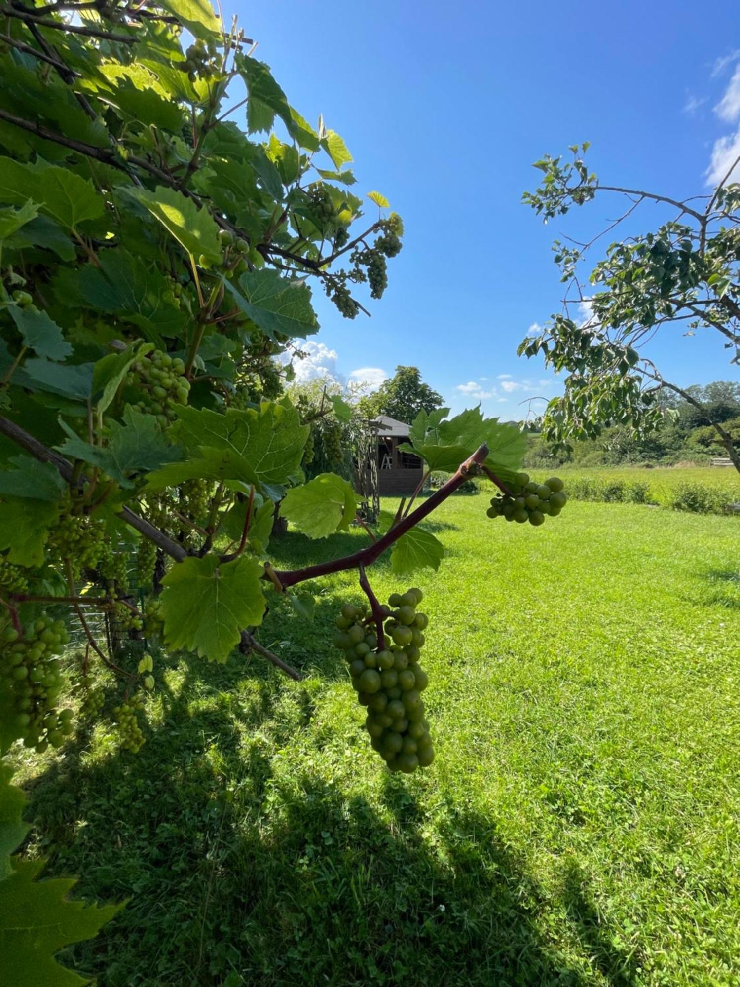 Bungalow Am Wreecher See Putbus Zewnętrze zdjęcie